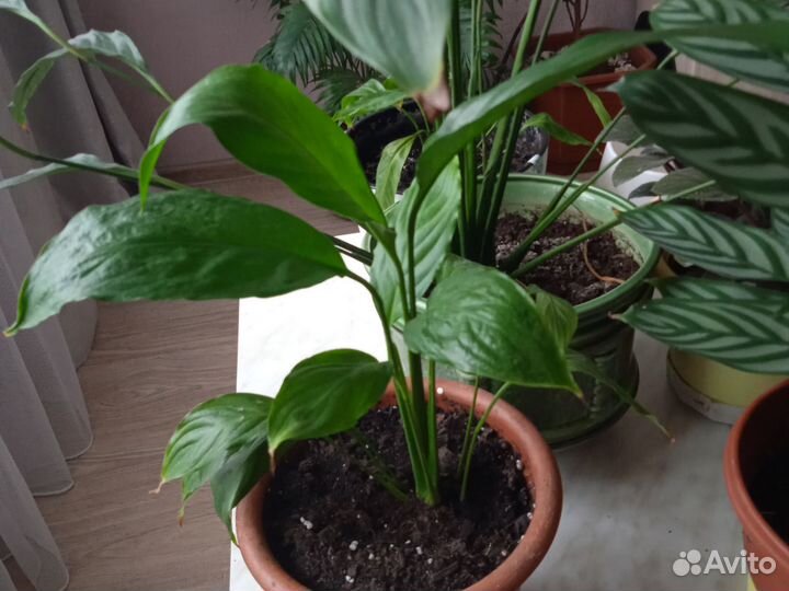 Спатифиллум