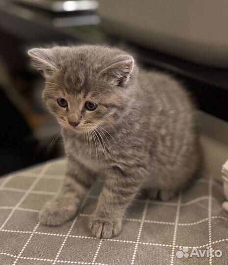 Отдаем котенка (мальчик)