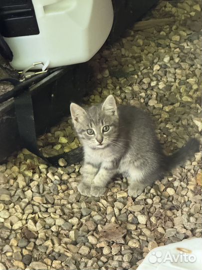 Милый котенок