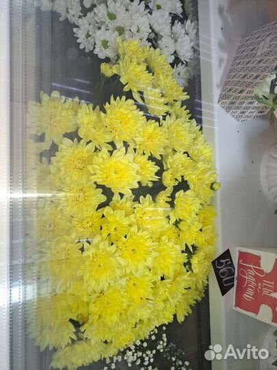 Хризантема кустовая