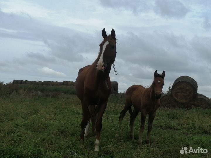 Лошадь и жеребчик