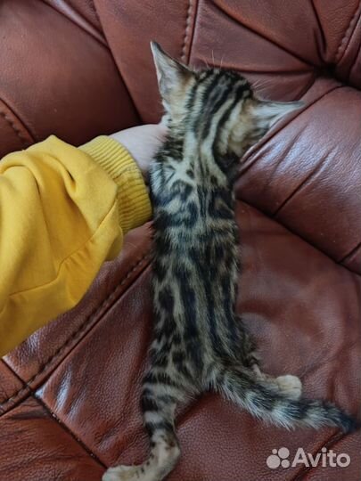 Бенгальская