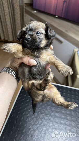 Щенки чихуахуа длинношерстные