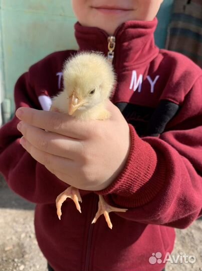 Доставка цыплят по Краснодарскому краю