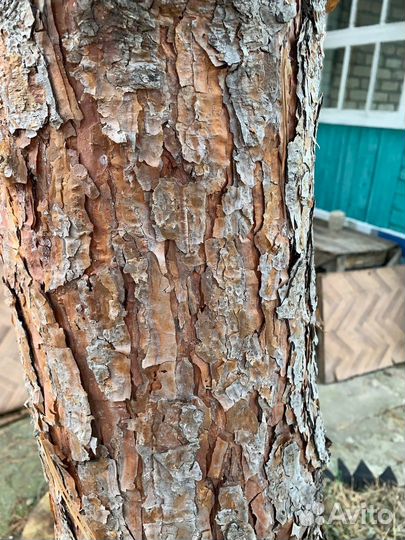 Живая сосна