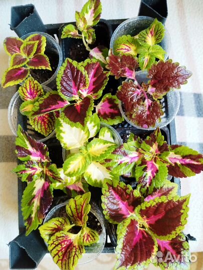 Колеусы сортовые