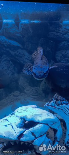 Продам рыбу