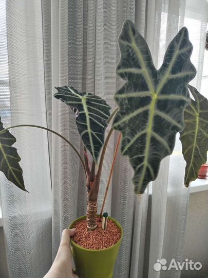 Алоказия Полли взрослая обмен