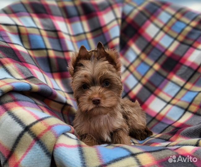 Мальчик шокомерле