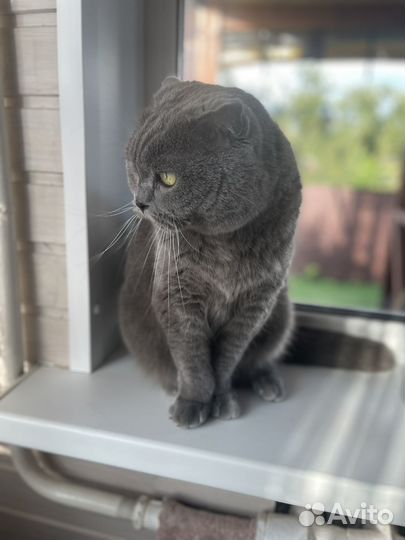 Британский кот