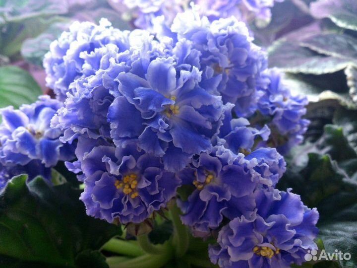 Фиалки детки и укорененные листы, стрептикарпус