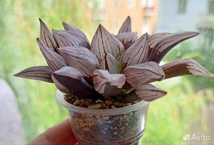 Суккуленты хавортии