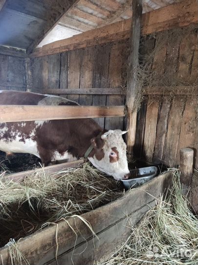 Бычки и быки 1 год