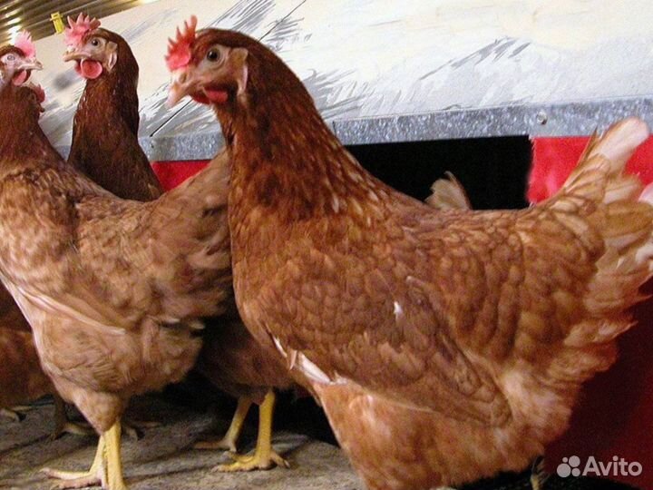 Куры-несушки