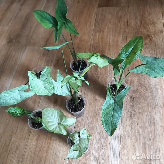 Набор сингониумов