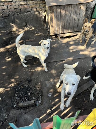 Собака в добрые руки отдам бесплатно