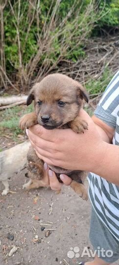 Щенки мальчики и девочки в добрые руки