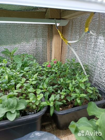 Вегетативная петуния и др