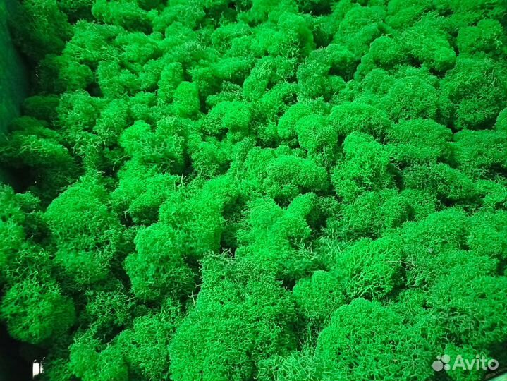 Стабилизированный ягель мох