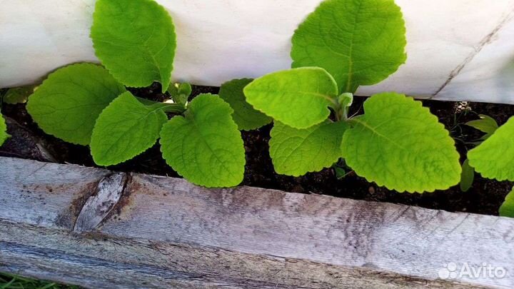 Наперстянка микс