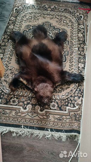 Шкура росомахи