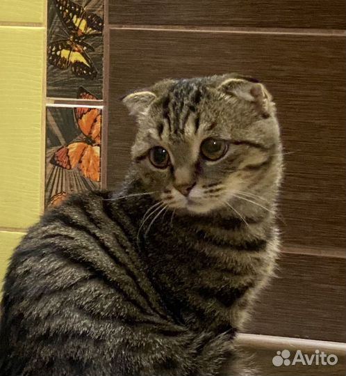 Кошечка вислоухая