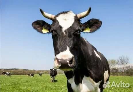 Корова дойная
