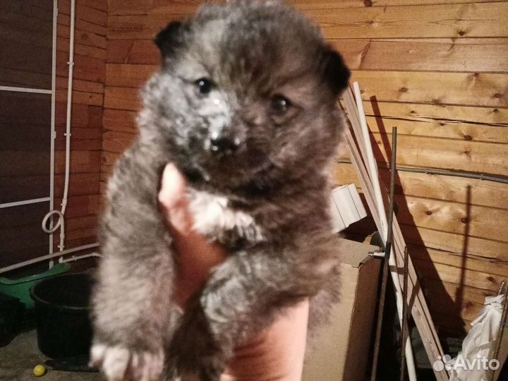 Самоедская лайка щенки