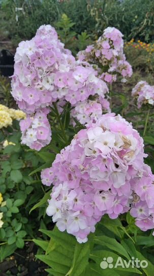 Метельчатый Флокс кул вотер