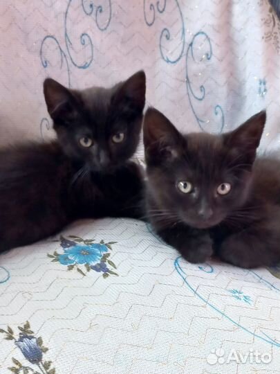 Пушистые котята в добрые руки