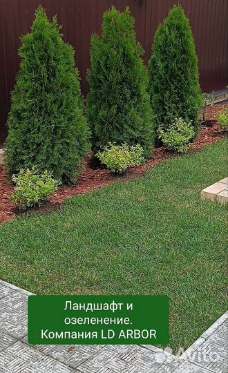 Туи пирамидальные