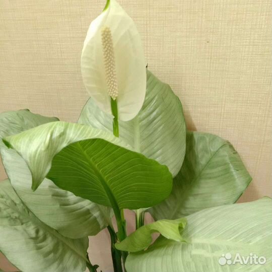 Спатифиллум Spilt Milk