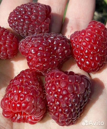 Малина Полька