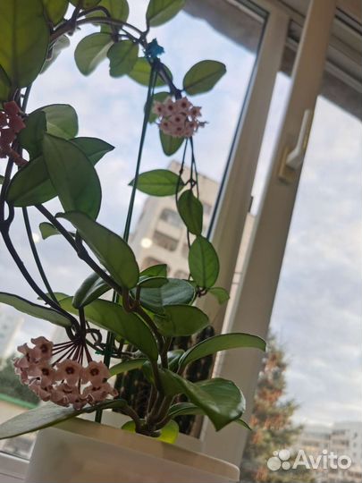 Хойя кримсон квин