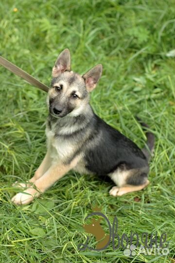 Рэкс ищет семью