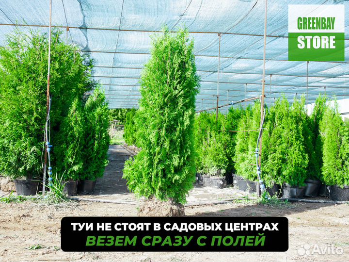 Туи колумна 1,8 м свежая копка 2023