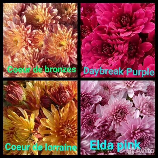 Рассада хризантемы мультифлора