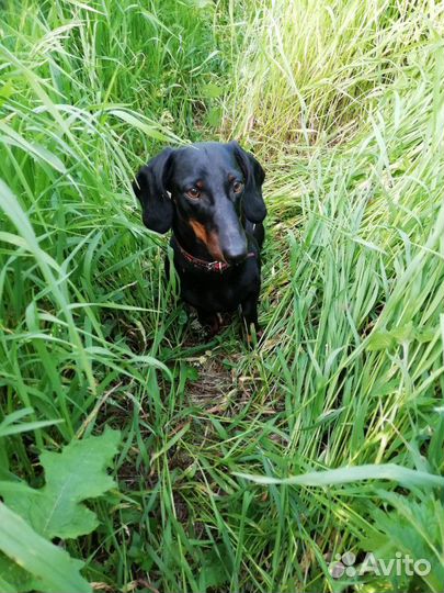 Ищем невесту