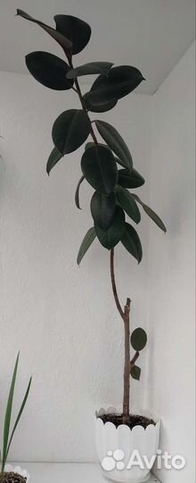 Фикус каучуконосный