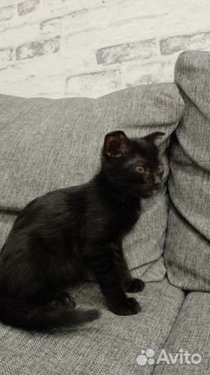 Вислоухий котик в добрые руки