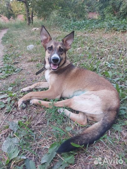 Собака в добрые ручки