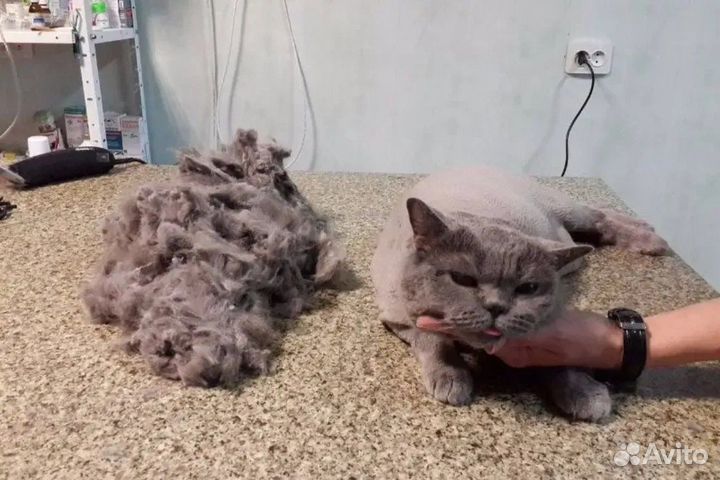 Ветеринарный врач. Ветеринар на дом круглосуточно