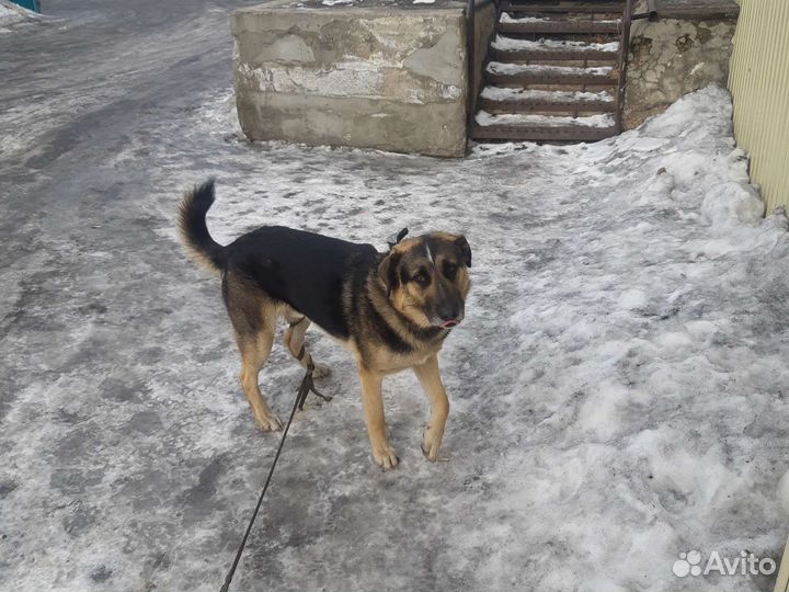 Собака дворняга