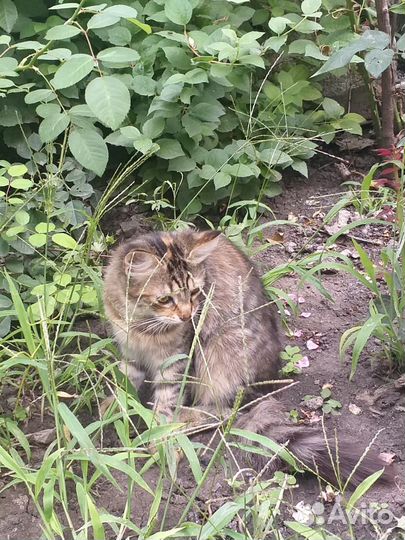 Кошки в добрые руки