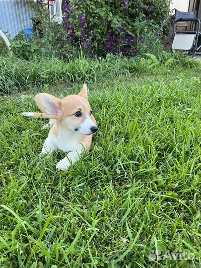 Вельш-корги пемброк