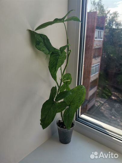 Сингониум моттлед