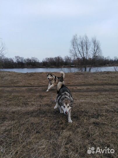 Маламут вязка Кармаскалы