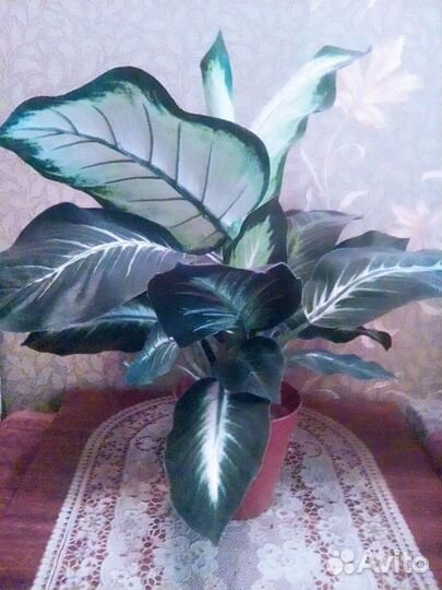 Диффенбахия искусственная