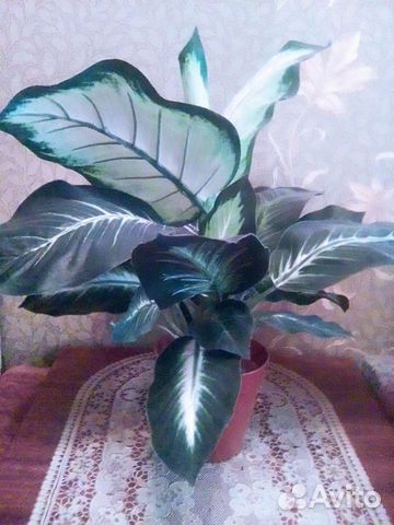 Диффенбахия искусственная