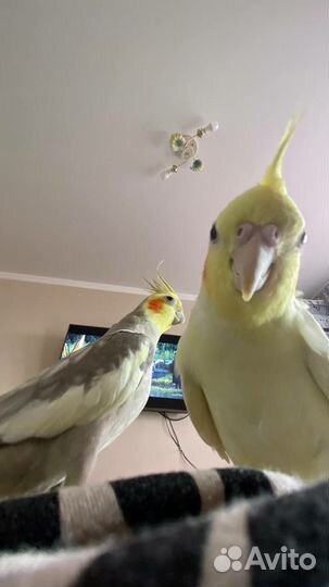 Попугай корелла пара